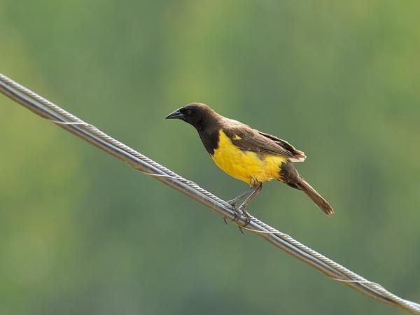 <h3><a href="/trips/salesopolis-2014/biota/animalia/chordata/aves/040 passeriformes/124 icteridae/pseudoleistes guirahuro/pseudoleistes guirahuro-nl.html">Pseudoleistes&nbsp;guirahuro</a> / Yellow‑rumped&nbsp;marshbird / Geelstuitwatertroepiaal</h3>NIKON D7100 met AF-S Nikkor 300mm f/2.8G IF-ED VR II, 1/400 sec  bij F4.5, ISO 250, afstand 19.9&nbsp;m